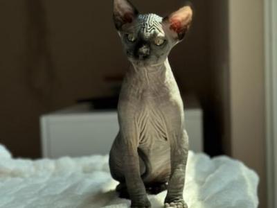 Boris - Sphynx - Gallery Photo #1