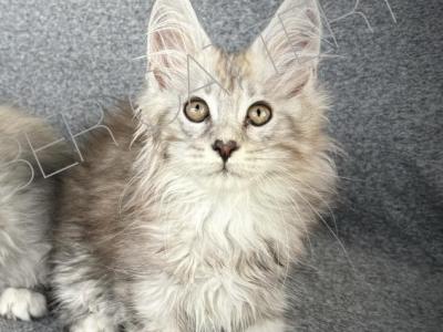 Zahar - Maine Coon - Gallery Photo #1