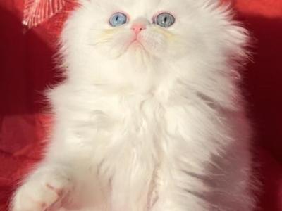 CFA Registered White Dollface Persian Female - Persian - Gallery Photo #1