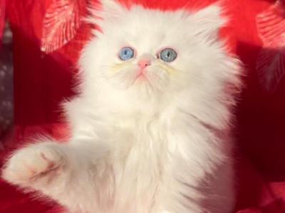 CFA Registered White Dollface Persian Female - Persian - Gallery Photo #1