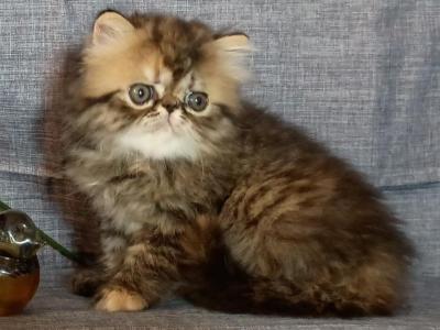 Brown And Red Patched Tabby Female - Persian - Gallery Photo #1