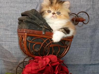 Brown And Red Patched Tabby And White Female - Persian - Gallery Photo #1