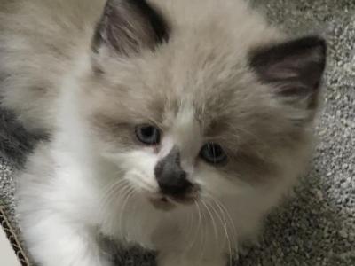 Seal Mink Snowshoe Ragdoll - Ragdoll - Gallery Photo #1