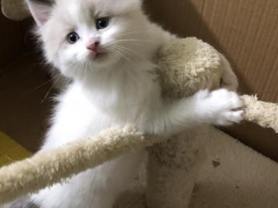 Ragdoll BiColor Cream White - Ragdoll - Gallery Photo #1