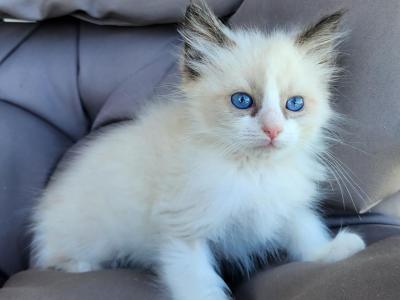 Gorgeous Bi Color Kitten - Ragdoll - Gallery Photo #1