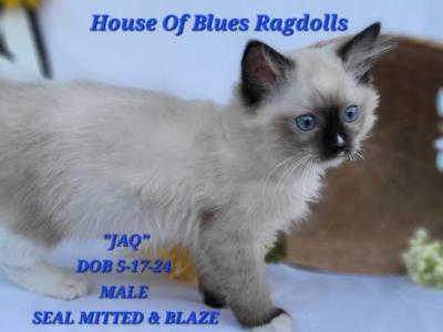 RAGDOLL KITTEN Of HOUSE OF BLUES  TICA CATTERY - Ragdoll - Gallery Photo #1