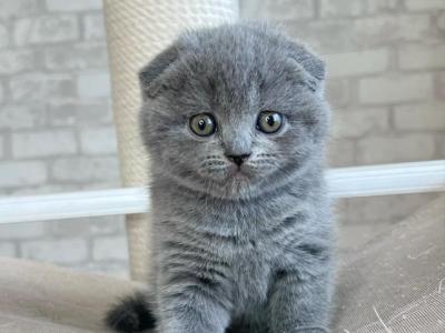 Judy - Scottish Fold - Gallery Photo #1