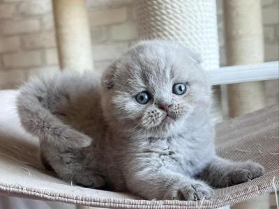 Tula - Scottish Fold - Gallery Photo #1