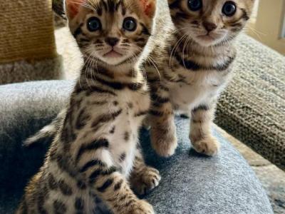 Snow & Brown Bengal Kittens - Bengal - Gallery Photo #1