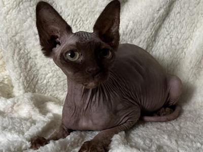 Spyhnx Rosalina - Sphynx - Gallery Photo #1