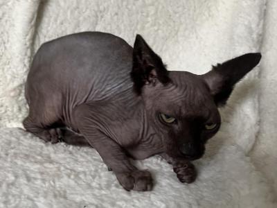 Spyhnx Skinderella - Sphynx - Gallery Photo #1