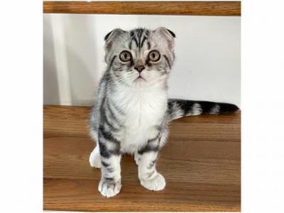 Xenos - Scottish Fold - Gallery Photo #1