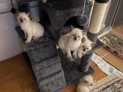 Beautiful Siamese Kittens Three Girls One Boy - Siamese - Gallery Photo #1