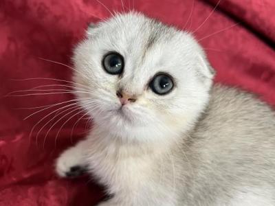 Riley Scottish Fold Silver Shaded Girl - Scottish Fold - Gallery Photo #1