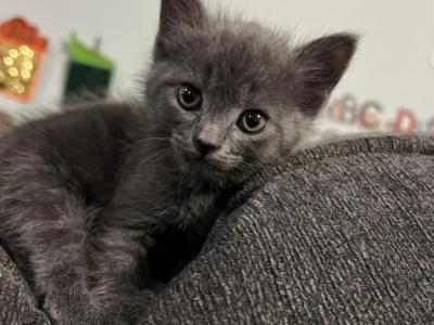 Russian Blue Kitten - Russian Blue - Gallery Photo #1