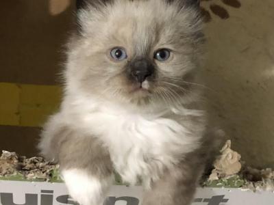 Ragdoll Male Toe Nibbler - Ragdoll - Gallery Photo #1