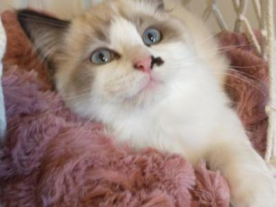 Peony - Ragdoll - Gallery Photo #1