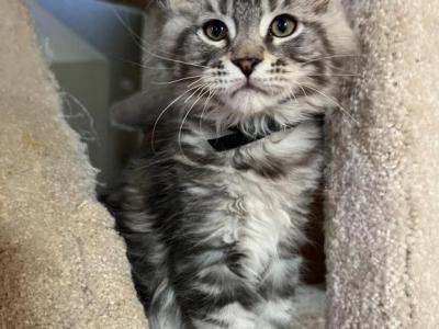 Maine Coon Male Kitten For Sale - Maine Coon - Gallery Photo #1