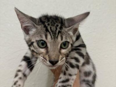 Lolas Litter - Bengal - Gallery Photo #1