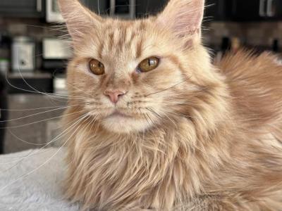 Xiaomi - Maine Coon - Gallery Photo #1