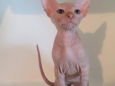 Sunny - Sphynx - Gallery Photo #1