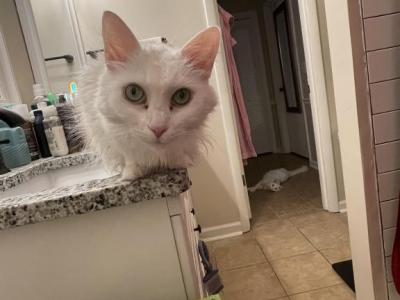 Lily - Turkish Angora - Gallery Photo #1