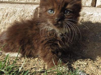 Sparkles - Maine Coon - Gallery Photo #1