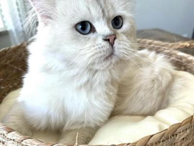 Snowball - British Shorthair - Gallery Photo #1