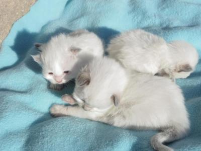 Ragdoll Kittens - Ragdoll - Gallery Photo #1