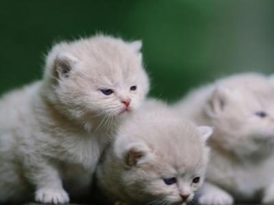 CHANEL Litter - British Shorthair - Gallery Photo #1