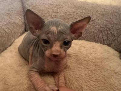 Sphinx Kittens - Sphynx - Gallery Photo #1