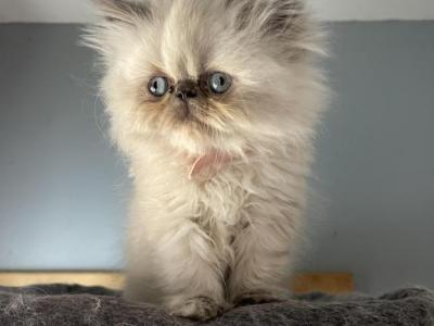 Blue Cream Torti Point Himalayan Persian Girl - Himalayan - Gallery Photo #1