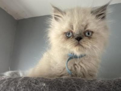 Blue Point Himalayan Persian Boy - Himalayan - Gallery Photo #1