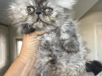 Black Smoke Exotic Longhair Persian Boy - Persian - Gallery Photo #1