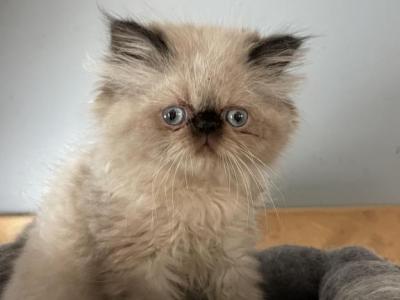 Seal Point Himalayan Exotic Longhair Persian Boy - Himalayan - Gallery Photo #1