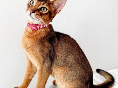 Kitten B Litter 3 - Abyssinian - Gallery Photo #1