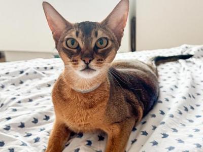 Kitten D Litter 2 - Abyssinian - Gallery Photo #1