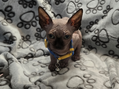 MoJo - Sphynx - Gallery Photo #1