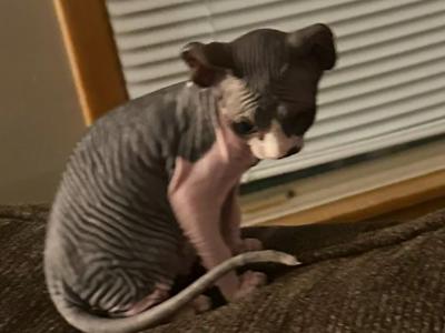 Cutie Dark Black Tux BLUE EYE Pittsburgh Columb - Sphynx - Gallery Photo #1