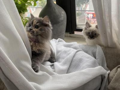 Himalayan Kittens - Himalayan - Gallery Photo #1