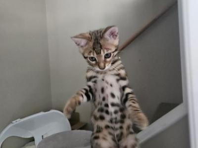 Elsa - Bengal - Gallery Photo #1