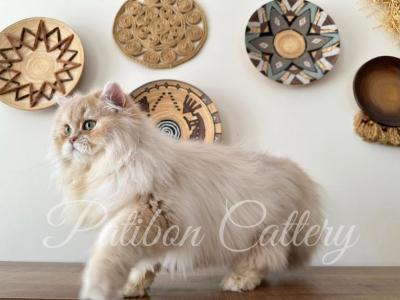 Patibon Nikholaos - Persian - Gallery Photo #1