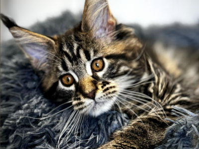 Ginny - Maine Coon - Gallery Photo #1