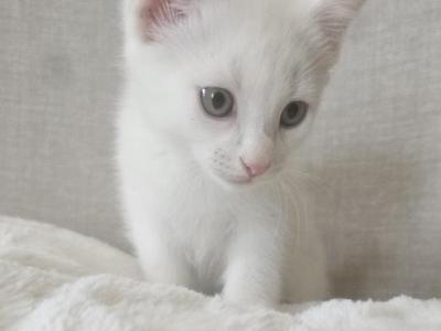 Mary's Kitten's - Manx - Gallery Photo #1