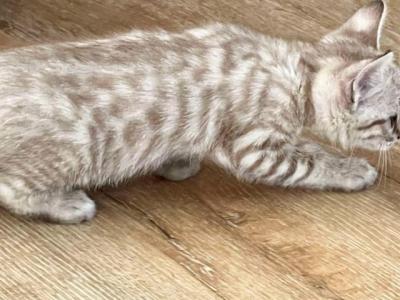 Snow Bengal - Bengal - Gallery Photo #1