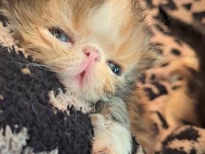 Dollys Litter - Persian - Gallery Photo #1