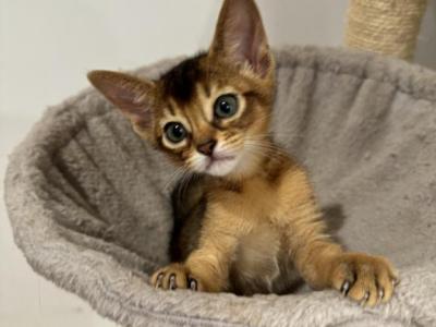 Kittens Available - Abyssinian - Gallery Photo #1