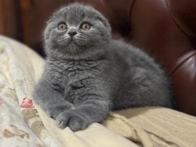 Cynthia - Scottish Fold - Gallery Photo #1