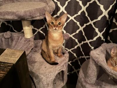 Bran - Abyssinian - Gallery Photo #1