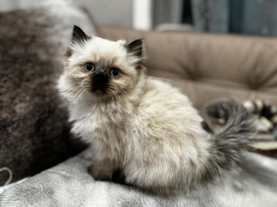 Litter B - Himalayan - Gallery Photo #1